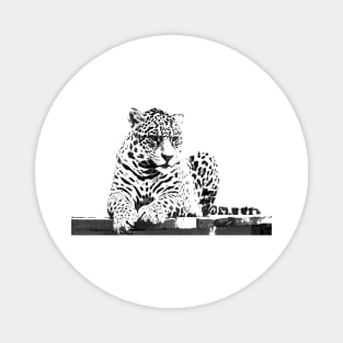 Black and white cheetah Magnet